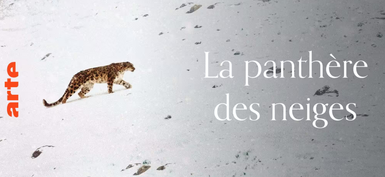 LA-panthere des neiges gratuite.png