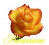 bienvenue-rose-animee.jpg