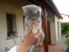 chaton gris 2.jpg