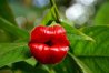 La-Psychotria-Elata-la-fleur-en-forme-de-lèvres.jpg