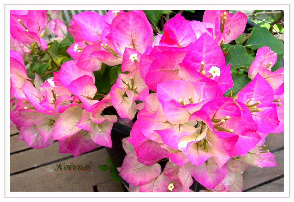 bougainvillier-bi-colore.jpg