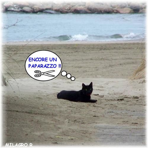 rm-pb-chat-a-la-plage.jpg