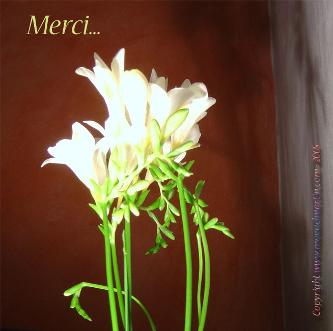 050803-Merci.jpg