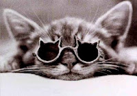 chat-lunettes.jpg