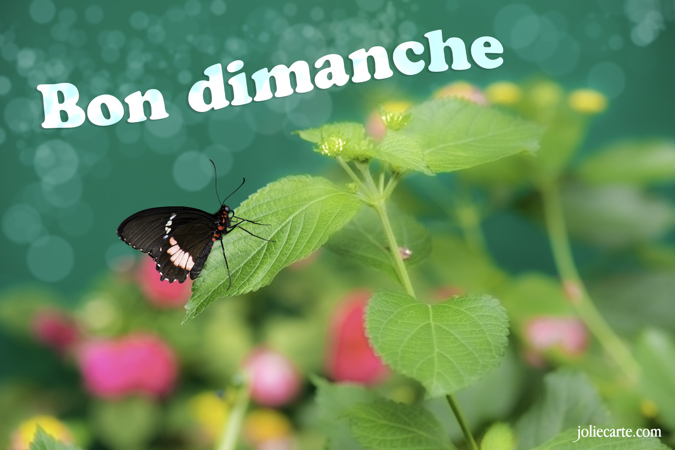 dimanche-bon.jpg