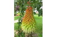 fleur-kniphofia-uvaria--grandiflora-.jpg