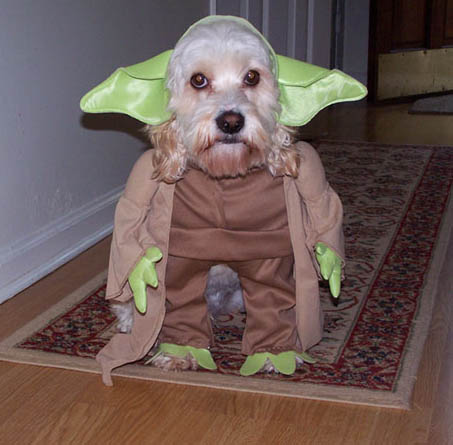 chien-yoda.jpg