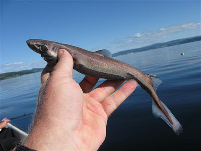 Dwarf_Lanternshark.jpg