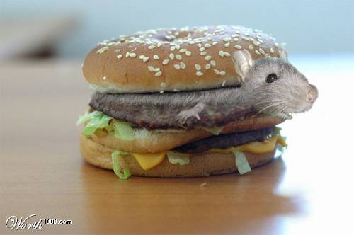 souris_hamburger.jpg