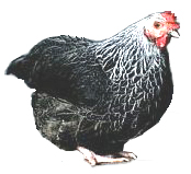 poule.jpg