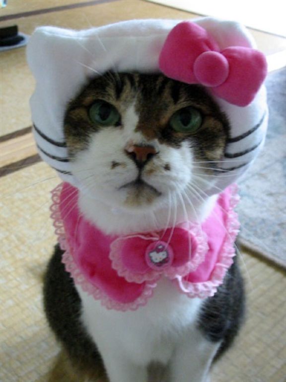 hello-kitty-cat-5.jpg