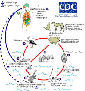 Gnathostoma_LifeCycle.gif