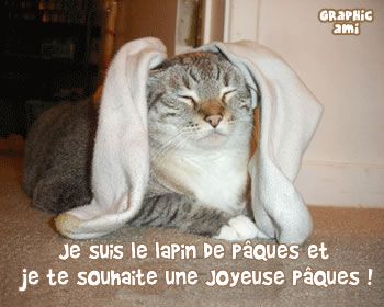 lapin-chat-paques-souhaite-joyeuse-fete.jpg