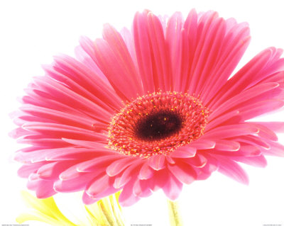 bird-michael-magenta-gerbera.jpg