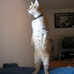 Chat-debout-150x150.jpg