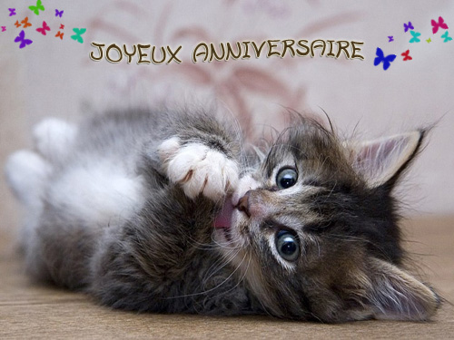 chat-anniversaire--1c01e0b.jpg