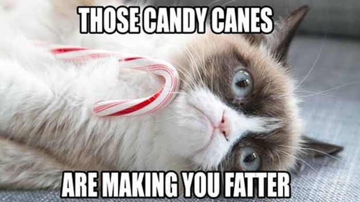 grumpy-cat-christmas-6.jpg