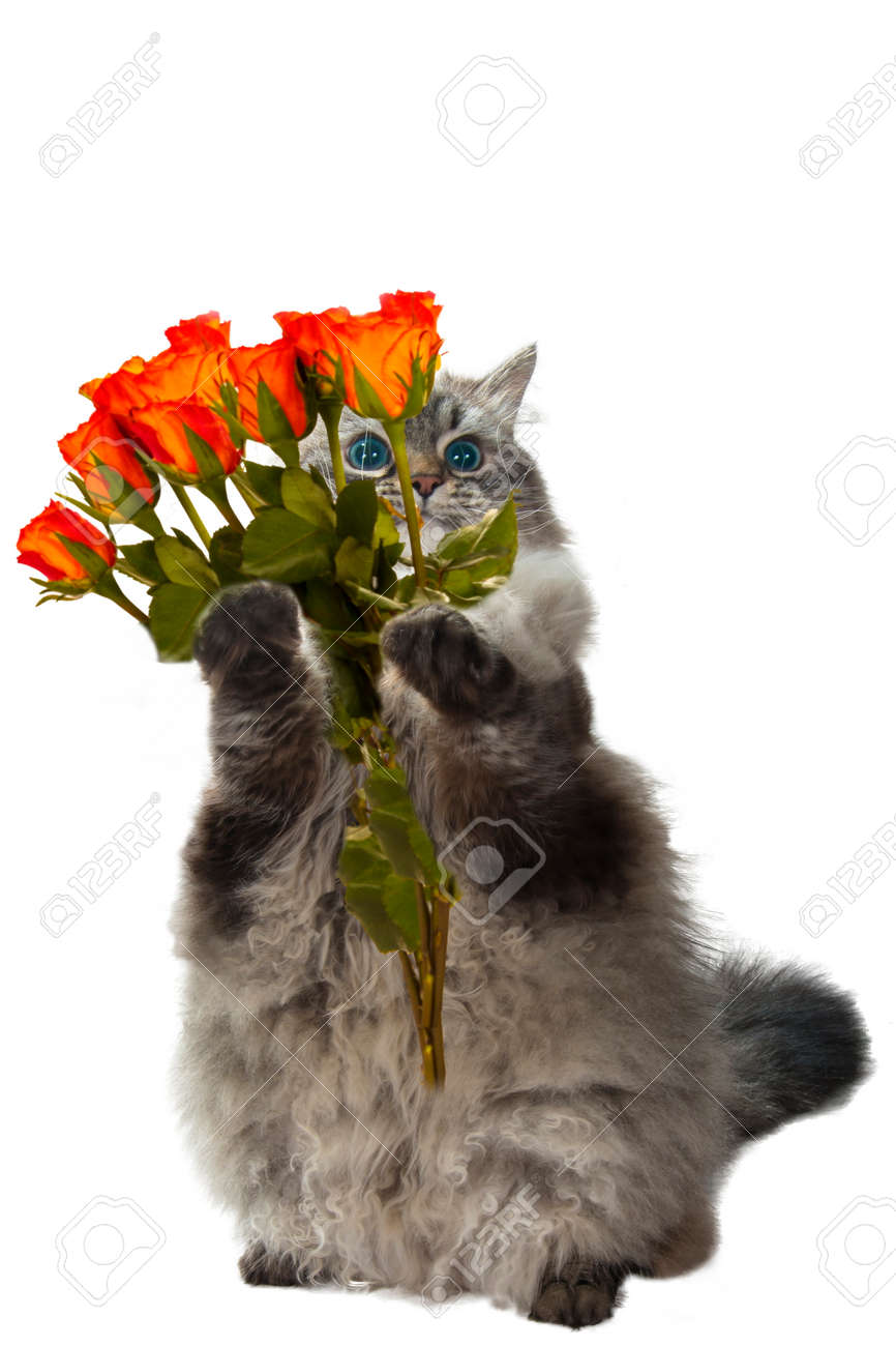 62855082-dr%C3%B4le-de-chat-avec-des-fleurs.jpg