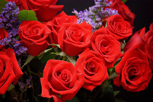 rose_rouge_bouquet.jpg